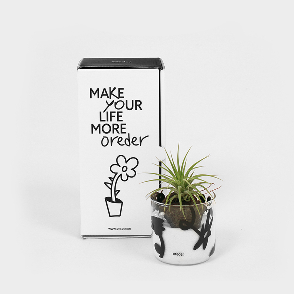 Ionantha Terrarium Kit